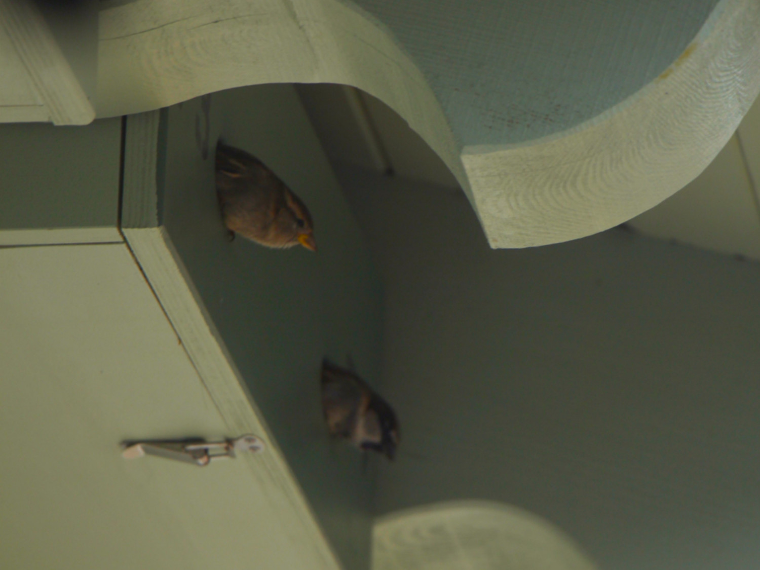 Dorfgemeinschaftshaus-6-Fassade-Nistkaesten-Naturschutz