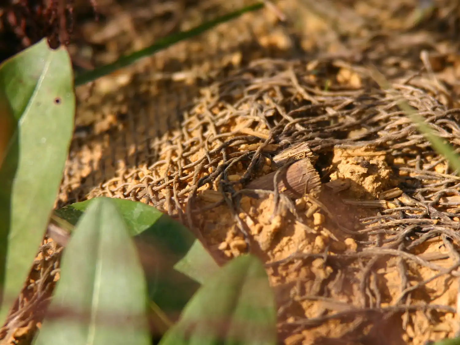 Spreeplan-Projekt-UG-Sanierung-nachhaltig-gesund-Lebenszyklen-kompostierbarer-Baumuell